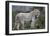 African Lions 044-Bob Langrish-Framed Photographic Print