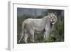 African Lions 044-Bob Langrish-Framed Photographic Print