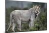 African Lions 044-Bob Langrish-Mounted Photographic Print