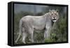 African Lions 044-Bob Langrish-Framed Stretched Canvas