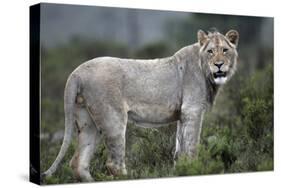 African Lions 044-Bob Langrish-Stretched Canvas
