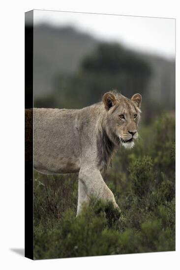 African Lions 045-Bob Langrish-Stretched Canvas
