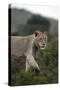 African Lions 045-Bob Langrish-Stretched Canvas