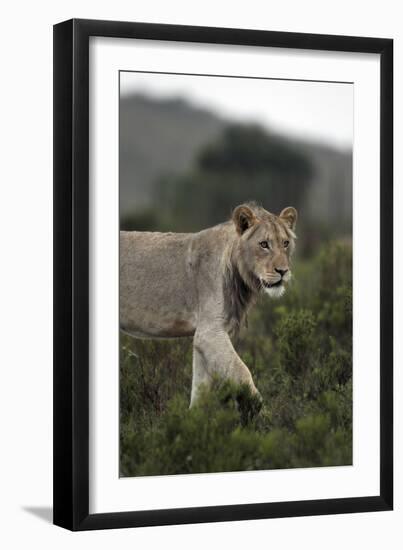 African Lions 045-Bob Langrish-Framed Photographic Print