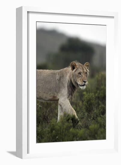 African Lions 045-Bob Langrish-Framed Photographic Print