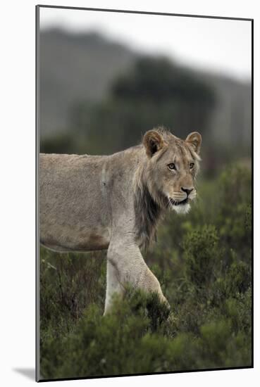 African Lions 045-Bob Langrish-Mounted Photographic Print