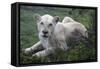 African Lions 071-Bob Langrish-Framed Stretched Canvas