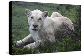 African Lions 071-Bob Langrish-Stretched Canvas