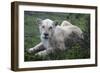 African Lions 071-Bob Langrish-Framed Photographic Print