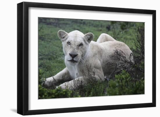 African Lions 071-Bob Langrish-Framed Photographic Print