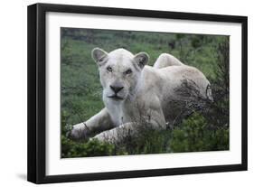African Lions 071-Bob Langrish-Framed Photographic Print