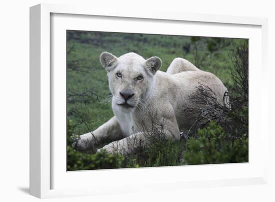 African Lions 071-Bob Langrish-Framed Photographic Print