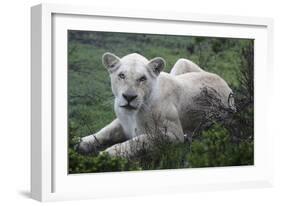 African Lions 071-Bob Langrish-Framed Photographic Print