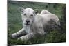 African Lions 071-Bob Langrish-Mounted Photographic Print