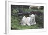 African Lions 076-Bob Langrish-Framed Photographic Print