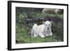 African Lions 076-Bob Langrish-Framed Photographic Print