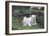 African Lions 076-Bob Langrish-Framed Photographic Print