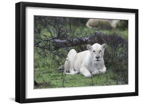 African Lions 076-Bob Langrish-Framed Photographic Print