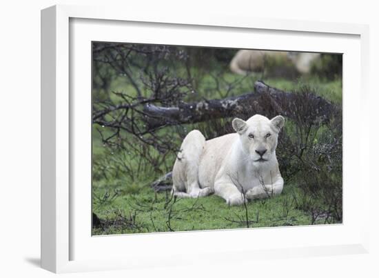 African Lions 076-Bob Langrish-Framed Photographic Print