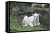 African Lions 076-Bob Langrish-Framed Stretched Canvas