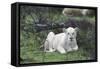 African Lions 076-Bob Langrish-Framed Stretched Canvas