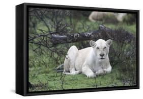 African Lions 076-Bob Langrish-Framed Stretched Canvas