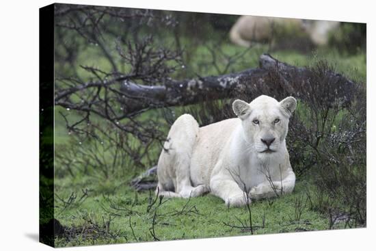 African Lions 076-Bob Langrish-Stretched Canvas