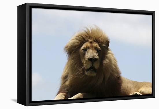 African Lions 087-Bob Langrish-Framed Stretched Canvas