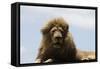 African Lions 087-Bob Langrish-Framed Stretched Canvas