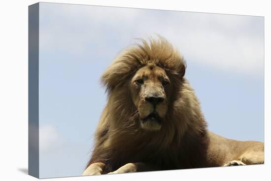 African Lions 087-Bob Langrish-Stretched Canvas