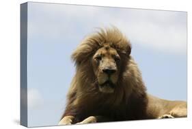 African Lions 087-Bob Langrish-Stretched Canvas