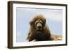 African Lions 087-Bob Langrish-Framed Photographic Print