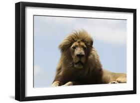 African Lions 087-Bob Langrish-Framed Photographic Print