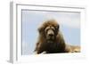 African Lions 087-Bob Langrish-Framed Photographic Print