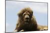 African Lions 087-Bob Langrish-Mounted Photographic Print