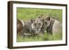 African Lions 091-Bob Langrish-Framed Photographic Print