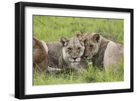 African Lions 091-Bob Langrish-Framed Photographic Print