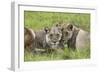 African Lions 091-Bob Langrish-Framed Photographic Print