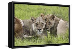 African Lions 091-Bob Langrish-Framed Stretched Canvas