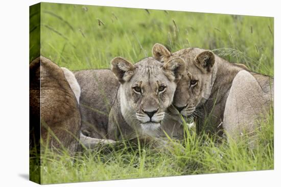 African Lions 091-Bob Langrish-Stretched Canvas