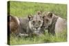 African Lions 091-Bob Langrish-Stretched Canvas