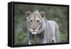 African Lions 100-Bob Langrish-Framed Stretched Canvas