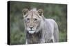 African Lions 100-Bob Langrish-Stretched Canvas