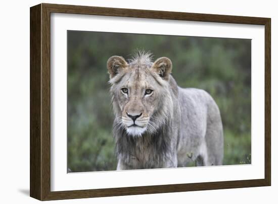 African Lions 100-Bob Langrish-Framed Photographic Print