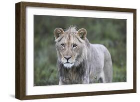 African Lions 100-Bob Langrish-Framed Photographic Print