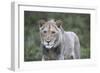 African Lions 100-Bob Langrish-Framed Photographic Print