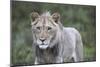 African Lions 100-Bob Langrish-Mounted Photographic Print