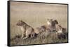 African Lions Resting-Hal Beral-Framed Stretched Canvas