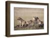 African Lions Resting-Hal Beral-Framed Photographic Print