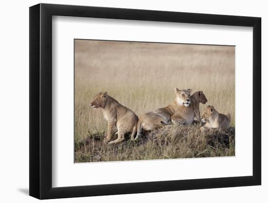 African Lions Resting-Hal Beral-Framed Photographic Print